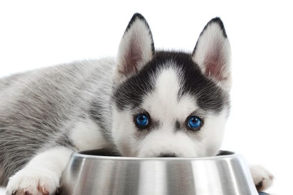 Close up shot of an adorable little Siberian husky puppy with blue eyes lying near his food bowl looking to the camera isolated on white.